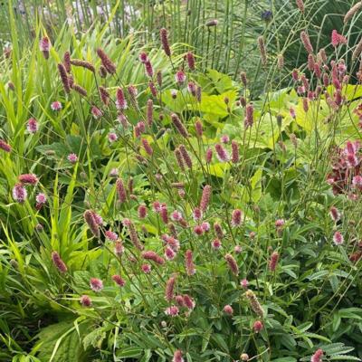 Sanguisorba officinalis 'Pink Tanna'